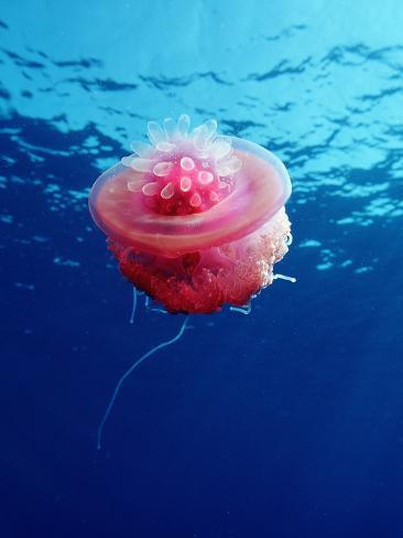 Crown Jellyfish