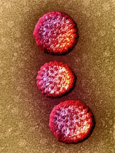  - hans-gelderblom-the-rotavirus-is-the-most-common-cause-of-severe-diarrhea-among-children