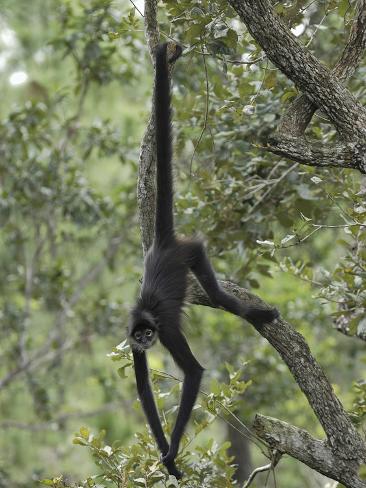 thomas-marent-black-handed-spider-monkey-ateles-geoffroyi-belize.jpg