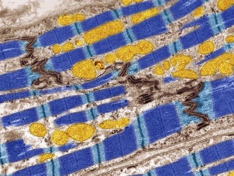 mitochondrial cross section