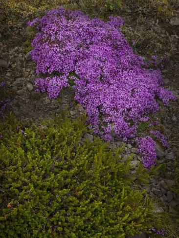 Thyme Thymus
