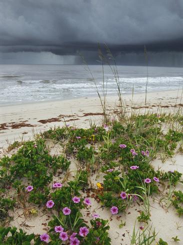 Railroad Vine (Ipomoea Pes-Caprae) and Sea Oats (Uniola Paniculata) Growing Along Beach, Florida Photographic Print