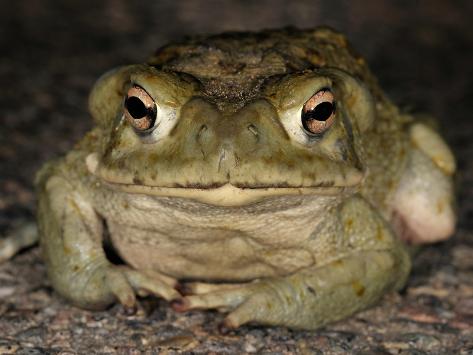 bufo alvarius bufo alvarius