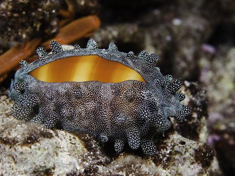 Cypraea Talpa