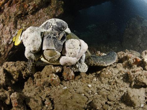 fibropapilloma tumors