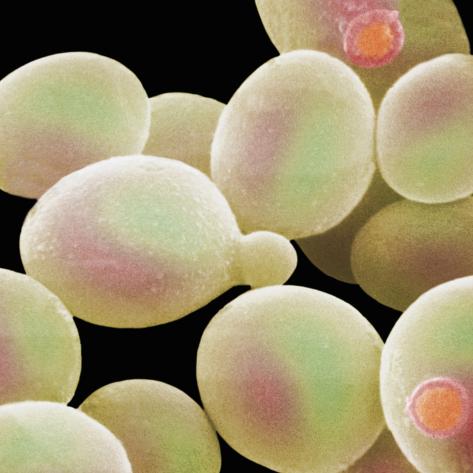 Which helps in the asexual reproduction of yeast images 14