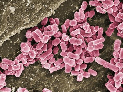 wood cutting boards bacteria