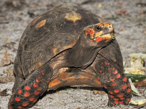michael-kern-redfoot-tortoise-chelonoidis-carbonaria-captive.jpg