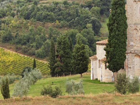 Vineyard and St. Antimo Abbey, Near Montalcino, Italy, Tuscany 