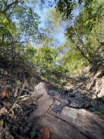 Guatemalan Beaded Lizard