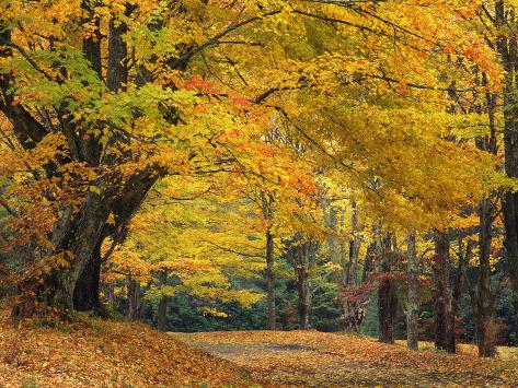 maple tree nc autumn maple tree overhanging a country around bass lake near blowing rock carolina maple tree nc autumn maple tree overhanging a country around bass lake near blowing rock carolina