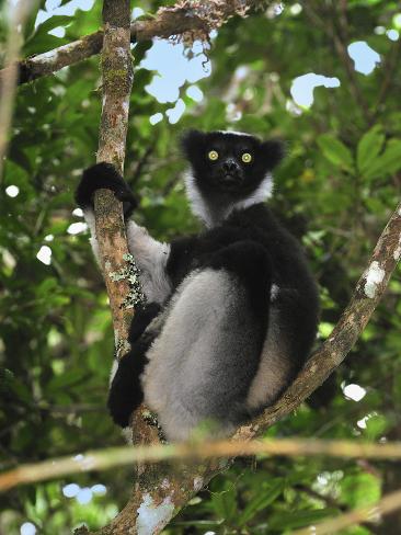 Largest Lemur