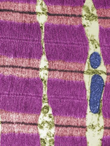 Mitochondrial Cross Section