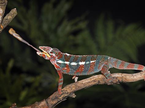Chameleon Catching Prey