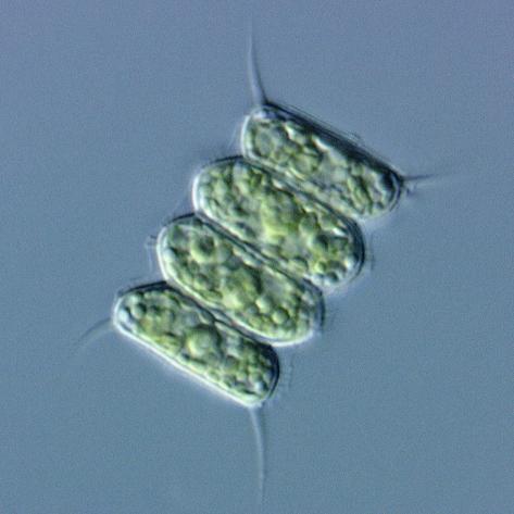 protococcus algae
