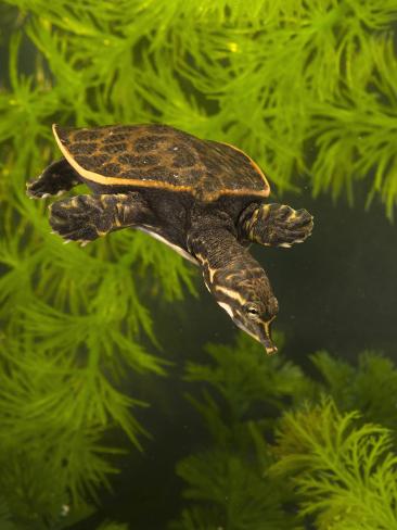 joe-mcdonald-florida-softshell-turtle-apalone-ferox-young-swimming-pennsylvania.jpg