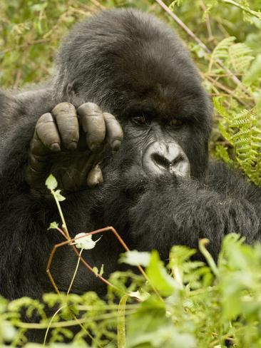 joe-mcdonald-mountain-gorillhead-face-and-hand-showing-the-opposable-thumb-gorilla-beringei-beringei.jpg