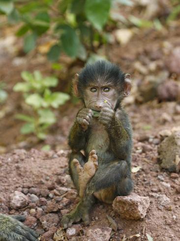 Baby Olive Baboon