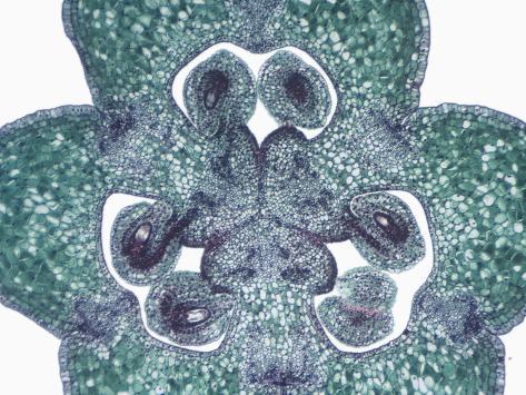 lily ovule