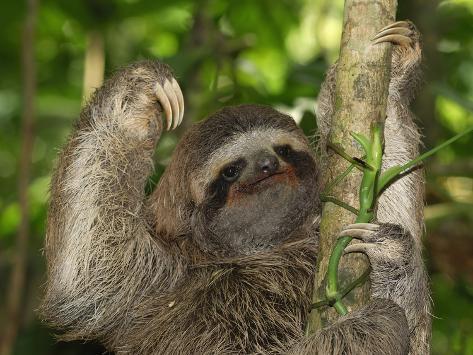 thomas-marent-brown-throated-three-toed-sloth-head-legs-and-claws-bradypus-variegatus-cahuita-national-park.jpg