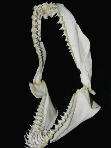 Nurse Shark Jaw