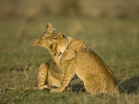 Lion Cubs Playing