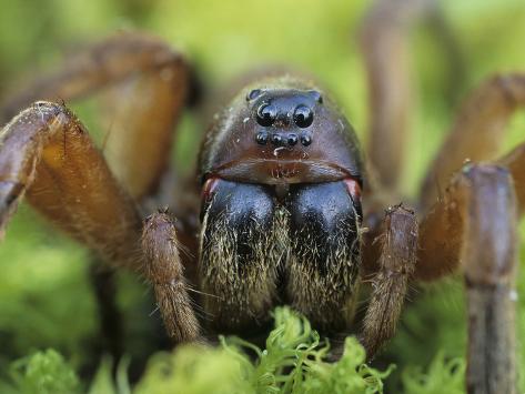 gary-meszaros-burrowing-wolf-spider-geolycosa-missouriensis-showing-its-multiple-eyes-ohio-usa.jpg