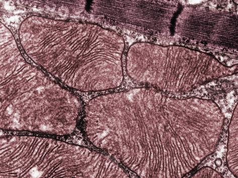 tem skeletal muscle