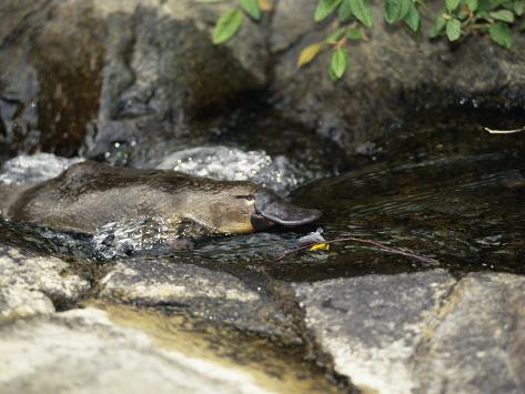 Platypus Ornithorhynchus Anatinus