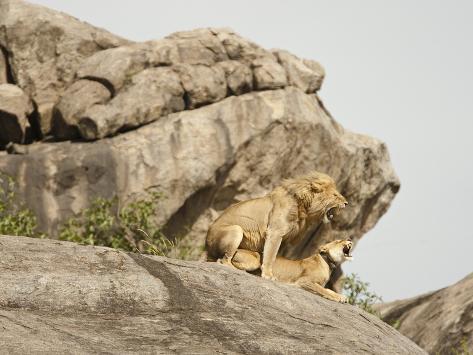 Rock Lion