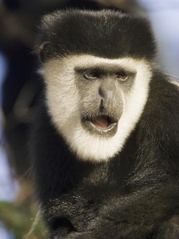 joe-mcdonald-black-and-white-colobus-monkey-colobus-guereza-face-masai-mara-kenya.jpg