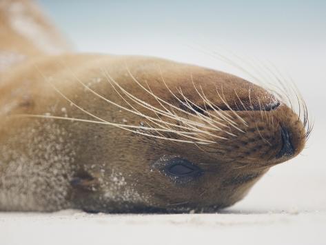 Sea Lion Head