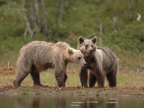 http://imgc.allpostersimages.com/images/P-473-488-90/64/6470/H1PH100Z/posters/dave-watts-european-brown-bear-ursus-arctos-two-year-old-cubs-finland.jpg