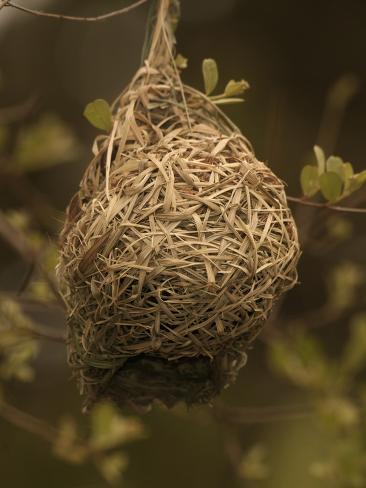  - dave-watts-masked-weaver-ploceus-velatus-nest-kruger-national-park-south-africa