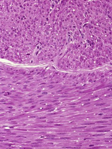 Smooth Muscle Longitudinal