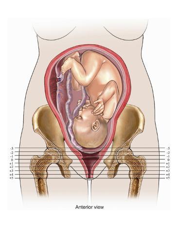 Stations During Labor