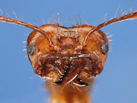 Ant Head