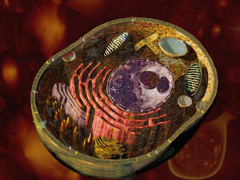 Major Cell Organelles