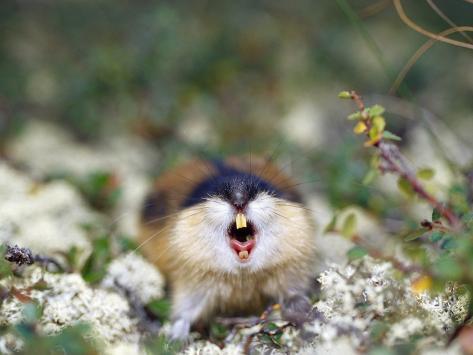 solvin-zankl-norway-lemming-lemmus-lemmus-sweden.jpg