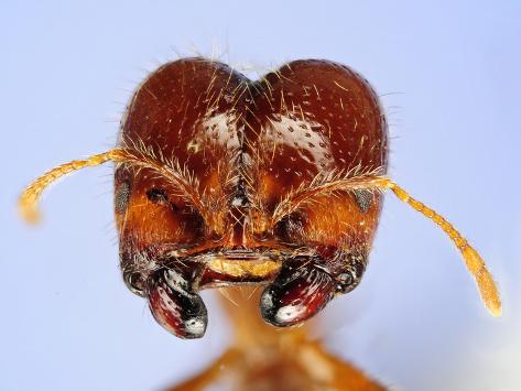 Ant Eyes