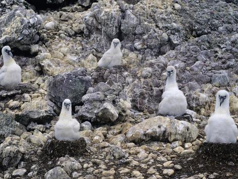  - dave-watts-shy-albatross-diomedea-cauta-chicks-in-nests-albatross-island-tasmania-australia