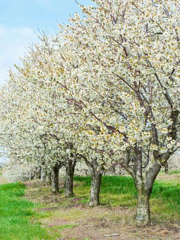 cherry tree orchard cherry tree orchard prunus michigan usa photographic print by jeffrey wickett at allposters cherry tree orchard cherry tree orchard prunus michigan usa photographic print by jeffrey wickett at allposters