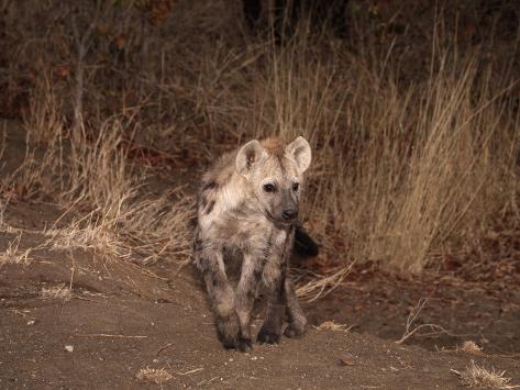  - dave-watts-spotted-hyena-crocuta-crocuta-cub-recently-emerged-from-den-hole-kruger-national-park