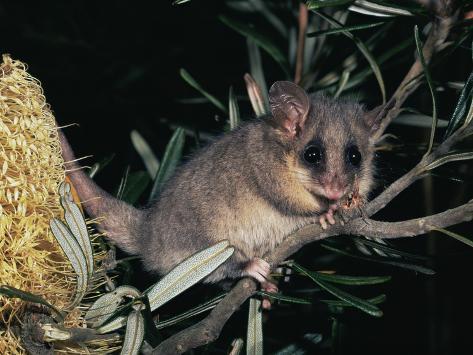 Cercartetus Nanus