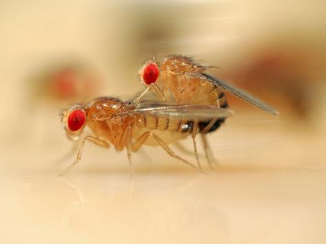 the genetics of drosophila fruit flies essay the genetics of drosophila fruit flies essay