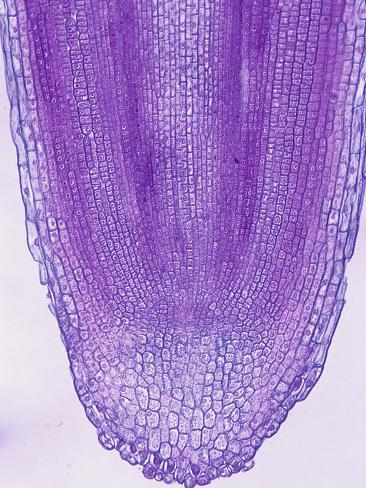 Bean Dicot