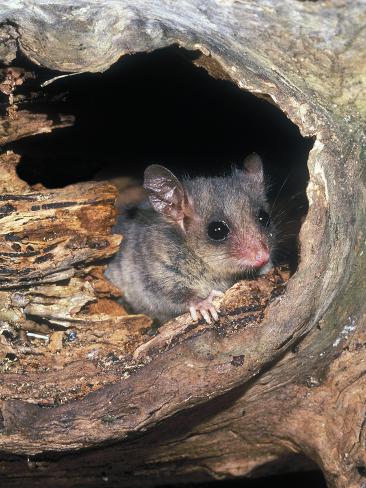  - dave-watts-eastern-pygmy-possum-cercartetus-nanus-tasmania-australia