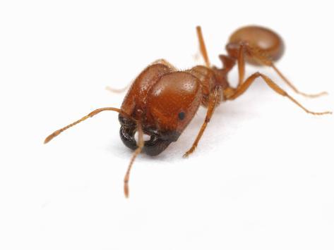 African Fire Ants