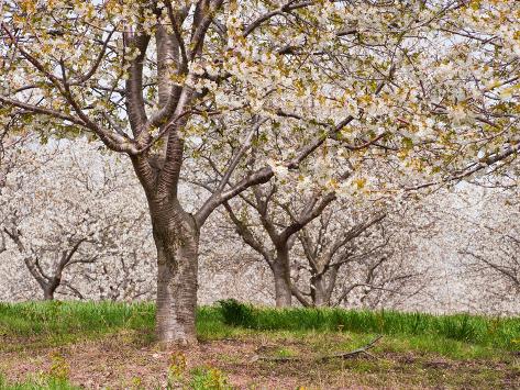 cherry tree orchard cherry tree orchard prunus michigan usa photographic print by jeffrey wickett allposters co uk cherry tree orchard cherry tree orchard prunus michigan usa photographic print by jeffrey wickett allposters co uk