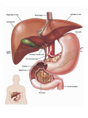 biliary system